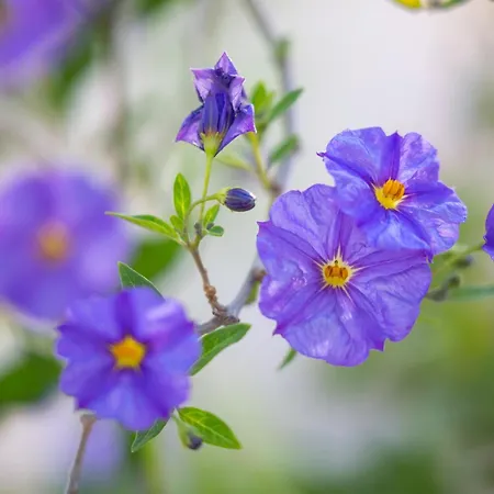 Borgo Dei Lecci Puglia 4* سيلفا دو فاسانو