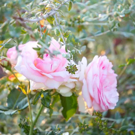 Borgo Dei Lecci Puglia 4*