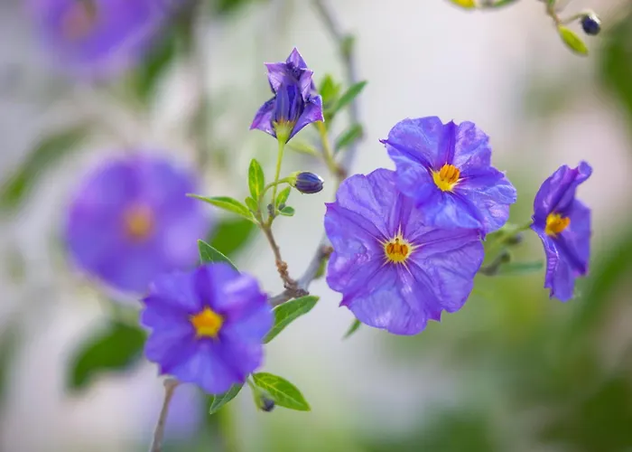 Borgo Dei Lecci Puglia 4* سيلفا دو فاسانو