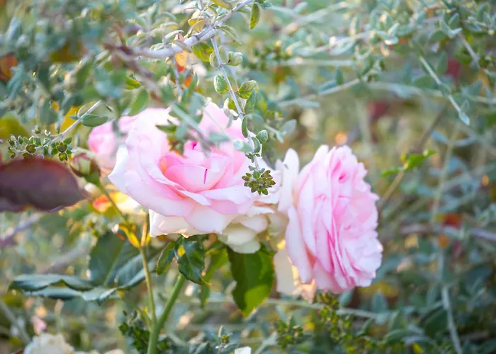 Borgo Dei Lecci Puglia 4*